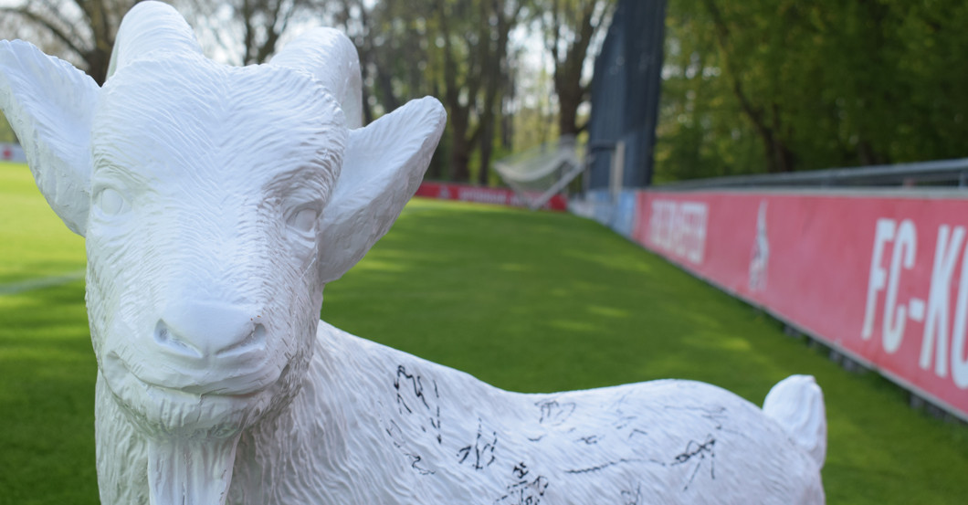 Gipsgeißbock FC Köln   Gipsgeißbock FC Köln