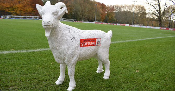 Gipsgeißbock FC   Gipsgeißbock FC