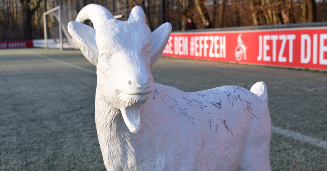 Gipshennes   Gipshennes