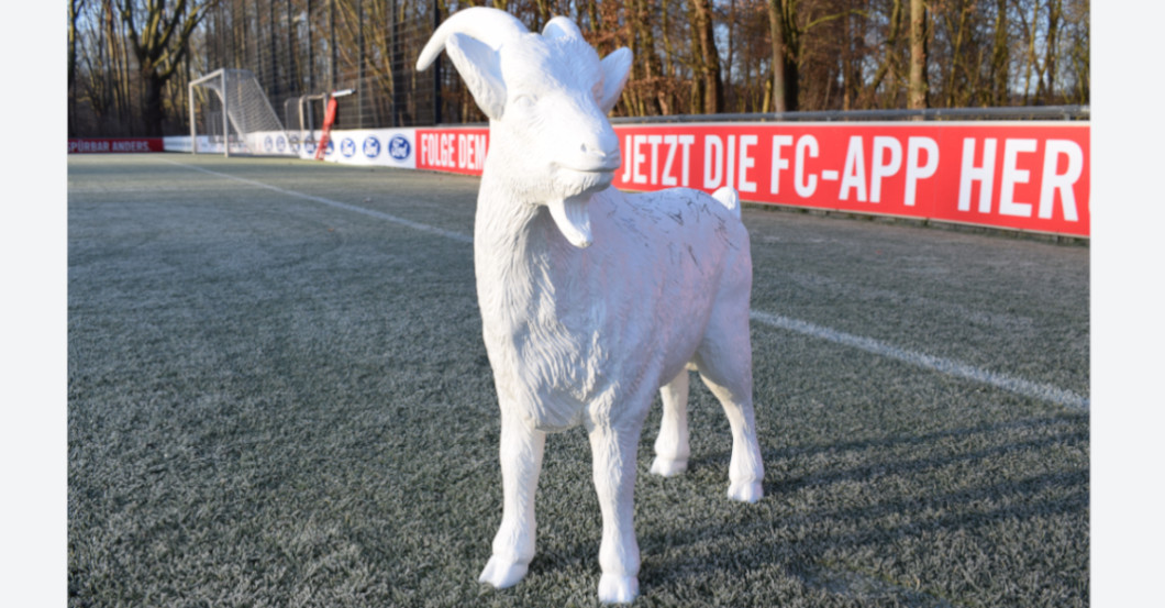 Gipshennes   Gipshennes