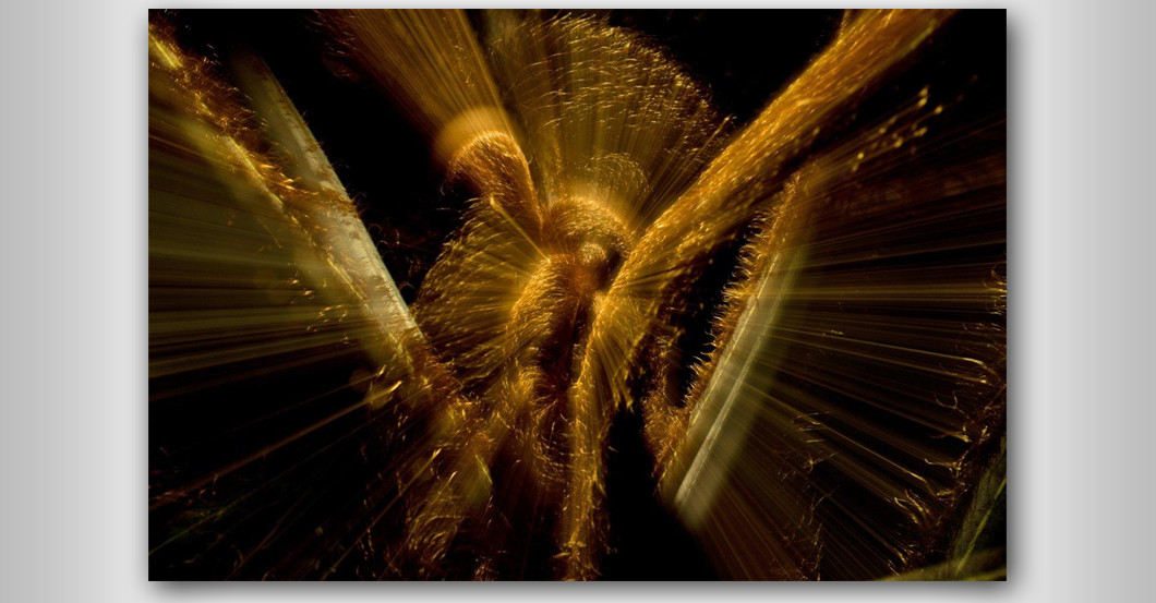 Golden Species   Golden Species