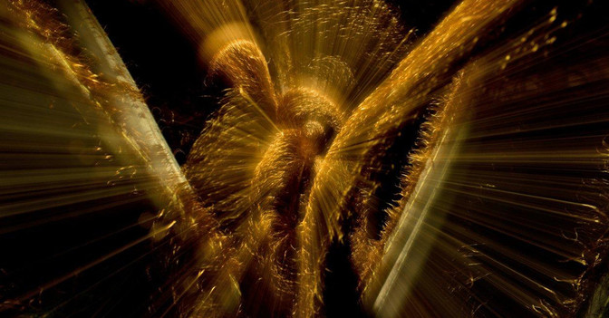 Golden Species   Golden Species