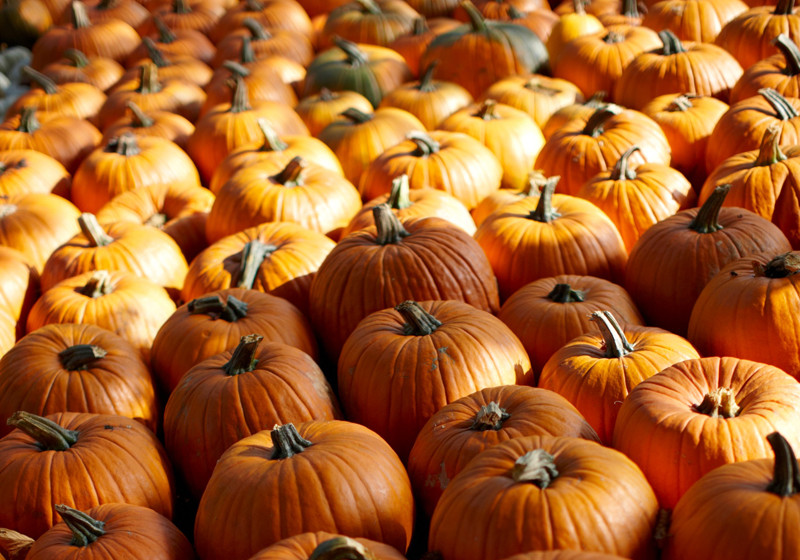 Halloween-Dekonacht   Halloween-Dekonacht