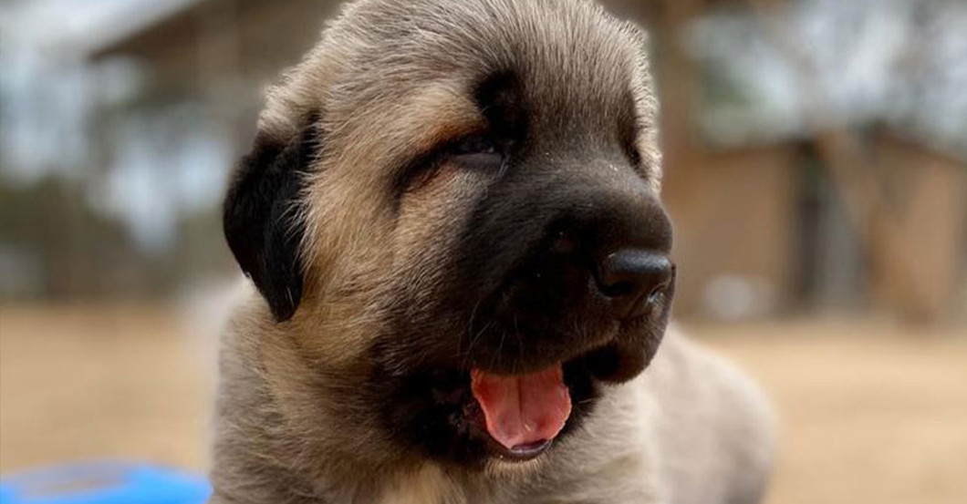  Herdenschutzhunde Schmuck 