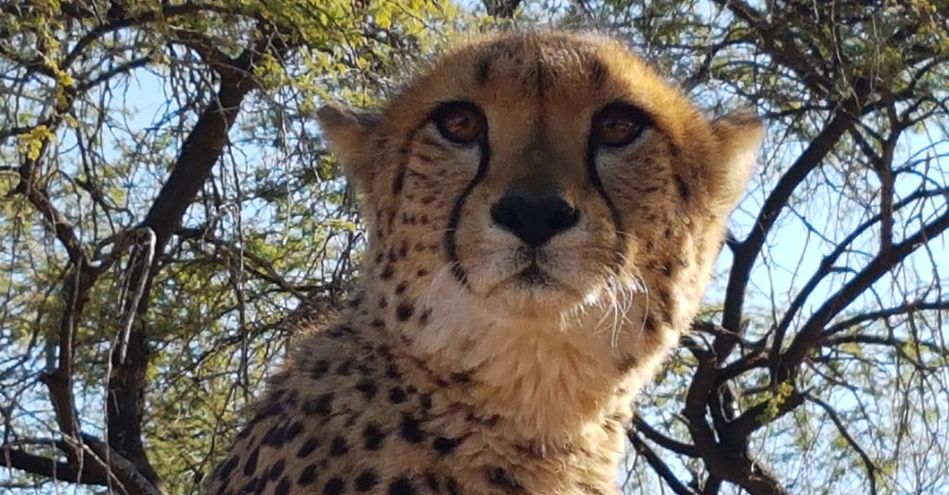  Jaenicke Hörbuch 1 Gepard 