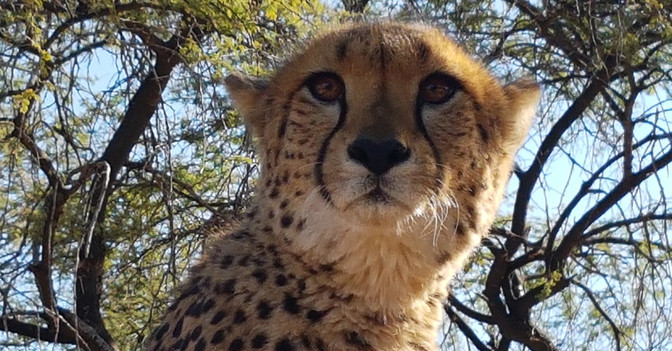  Jaenicke Hörbuch 2 Gepard 