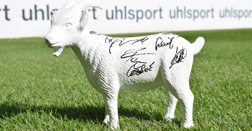 Köln Geißbock signiert   Köln Geißbock signiert