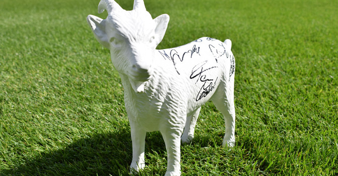 Köln Geißbock signiert   Köln Geißbock signiert