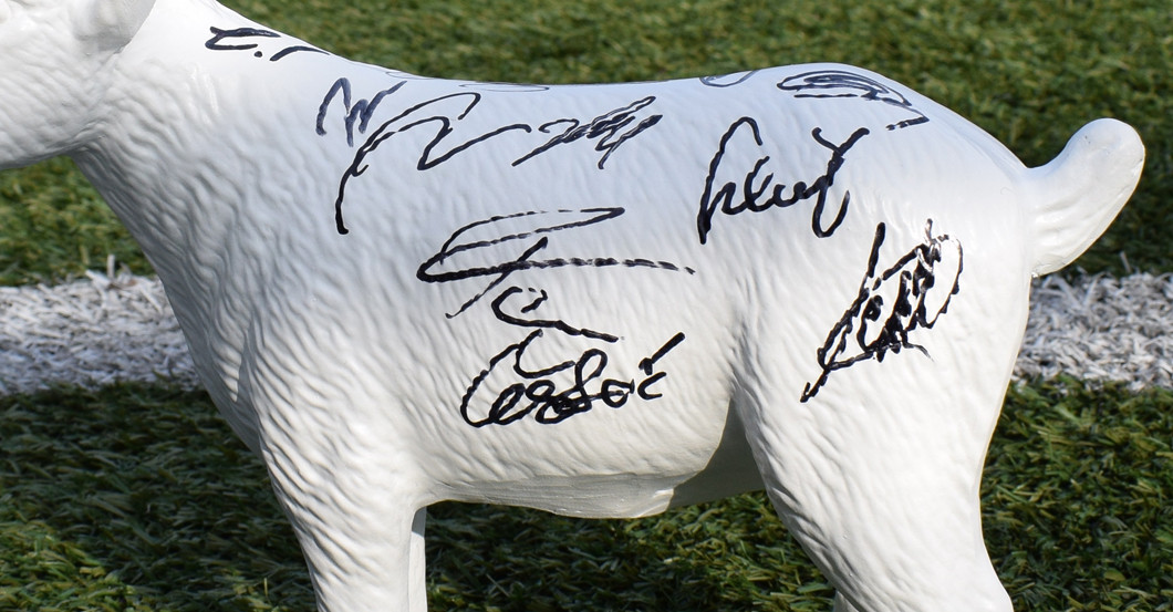 Köln Gipsgeißbock   Köln Gipsgeißbock