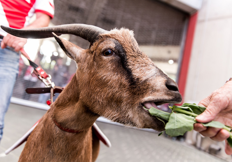 Köln-Spiel neben Hennes   Köln-Spiel neben Hennes