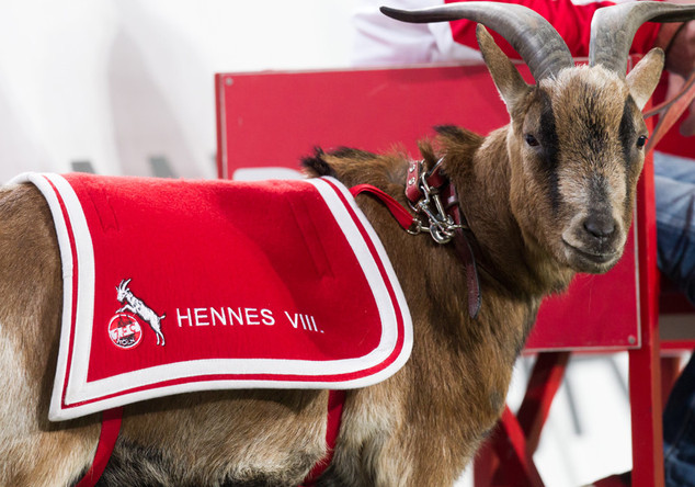 Köln-Spiel neben Hennes   Köln-Spiel neben Hennes