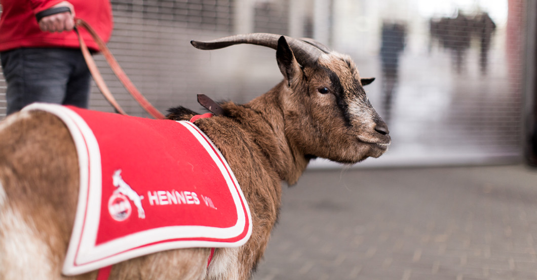 Köln vs. BVB neben Hennes   Köln vs. BVB neben Hennes