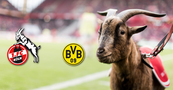 Köln vs. BVB neben Hennes   Köln vs. BVB neben Hennes