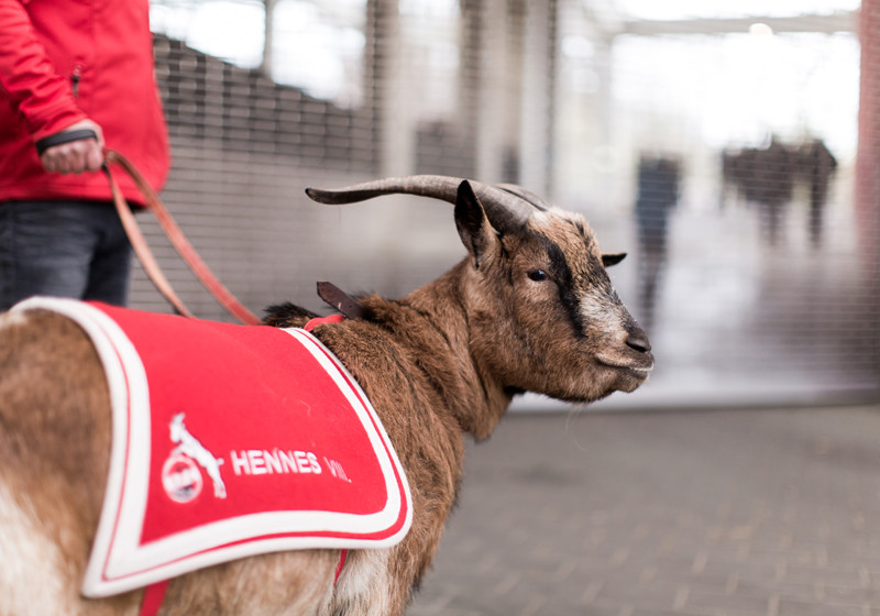 Köln vs. FCB neben Hennes   Köln vs. FCB neben Hennes