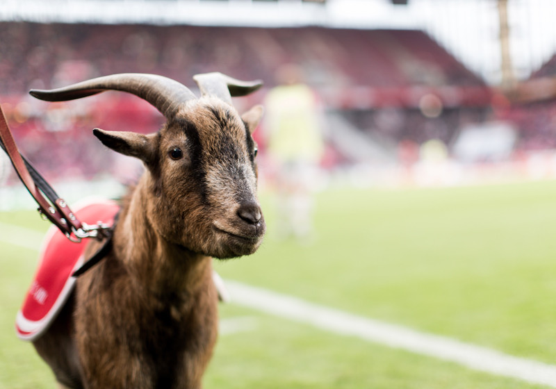 Köln vs. FCB neben Hennes   Köln vs. FCB neben Hennes