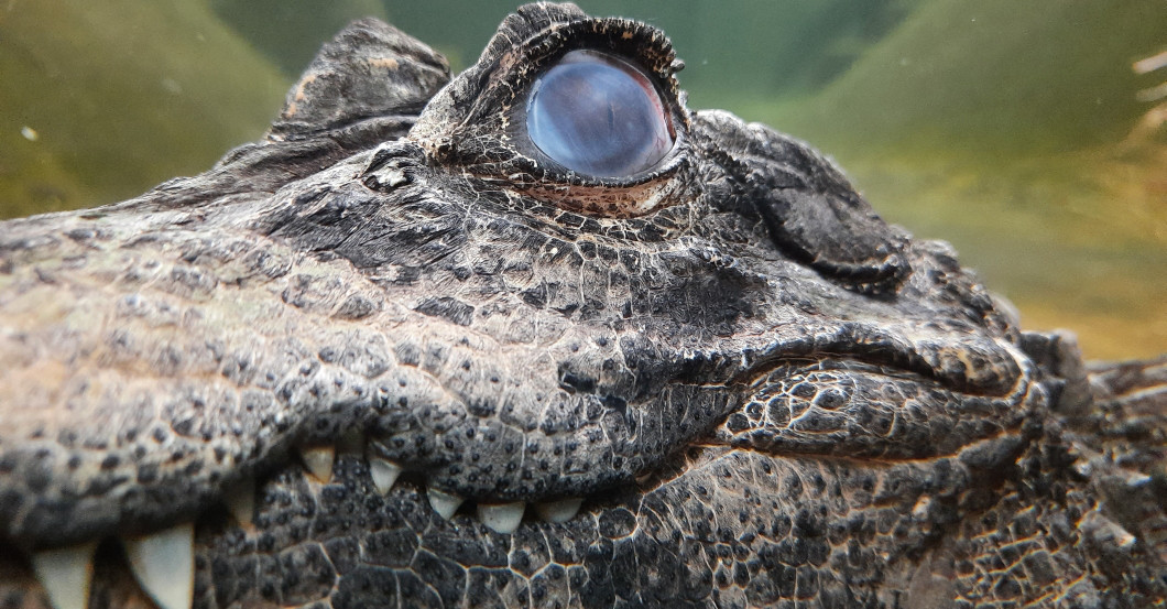 Krokodile füttern    Krokodile füttern