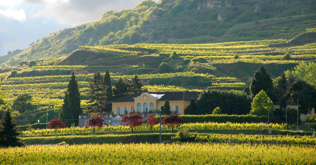 Merlot Sepp Moser   Merlot Sepp Moser