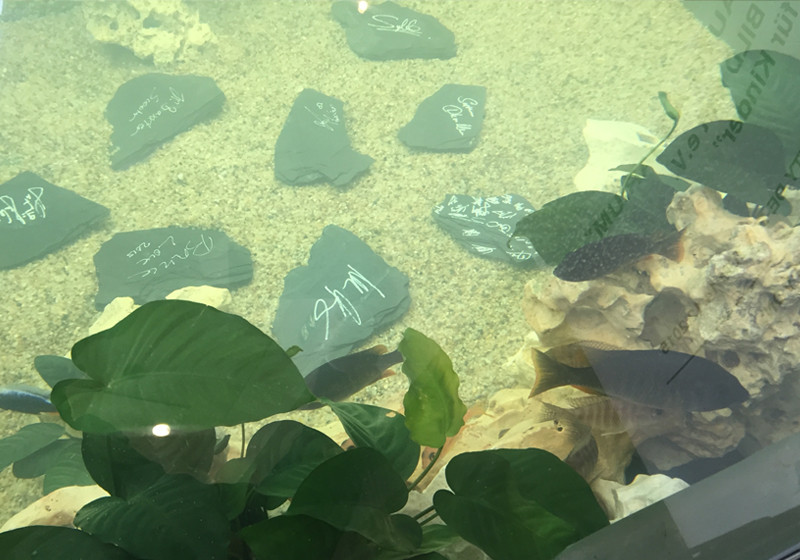  Mini Cooper Aquarium 