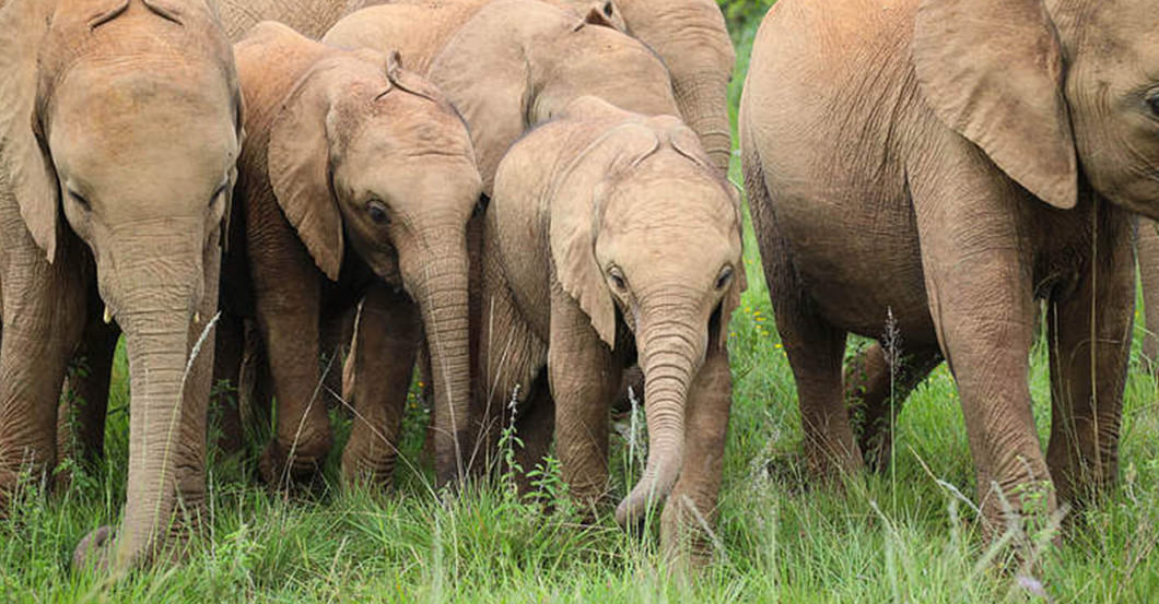  Mondbergekalender Elefant 