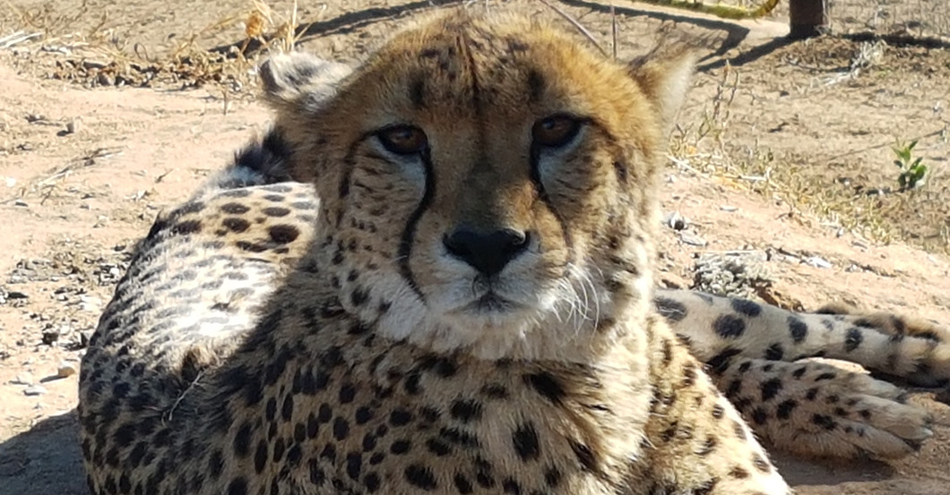  Mondbergekalender Gepard 