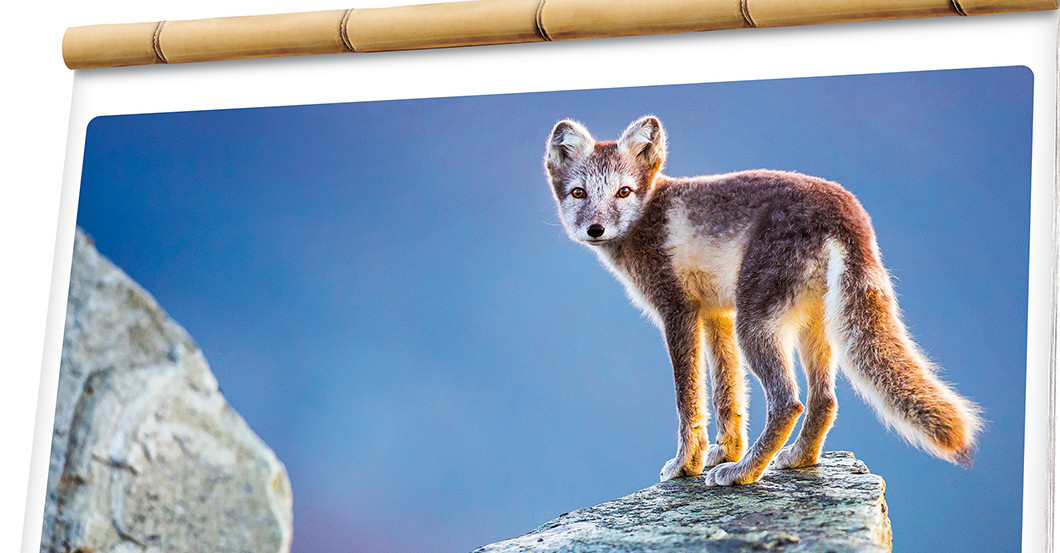  Mondbergekalender Herde 