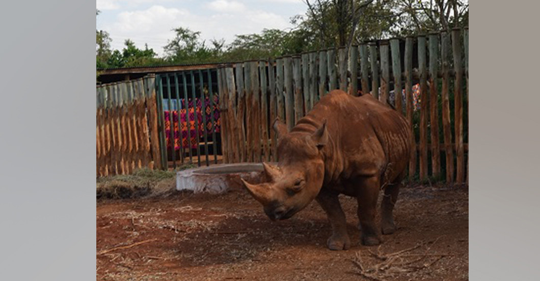  Mondbergekalender Nashorn 