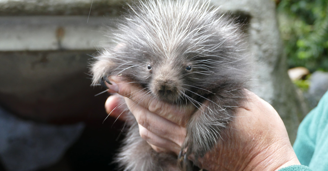 Namenspate Lieblingstier   Namenspate Lieblingstier