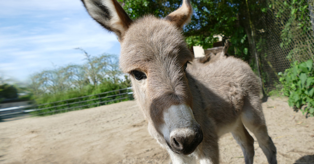Namenspate Lieblingstier   Namenspate Lieblingstier