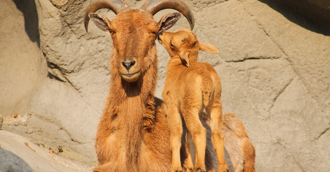 Namenspate Lieblingstier   Namenspate Lieblingstier