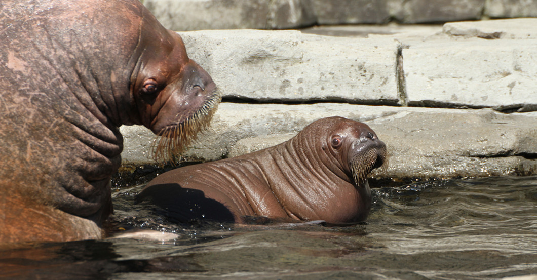 Namenspate Lieblingstier   Namenspate Lieblingstier