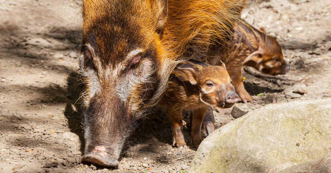 Namenspate Lieblingstier   Namenspate Lieblingstier