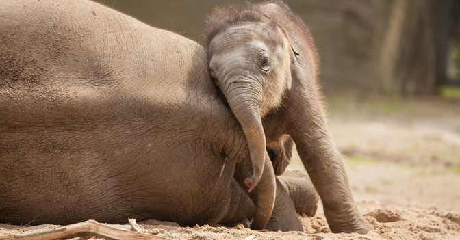 Namenspate Lieblingstier   Namenspate Lieblingstier