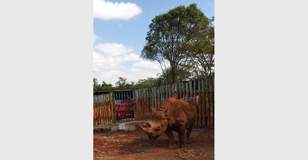  Nashornpate Kerze Kette 