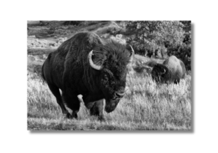  NCL Baumann Fotografie 