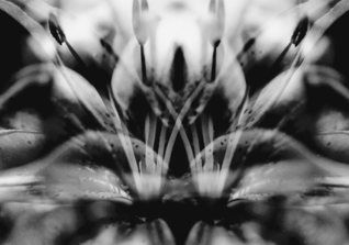  NCL Hillesheimer Foto 