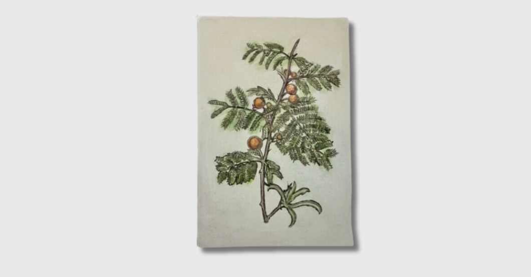 NCL Weische Akazie   NCL Weische Akazie