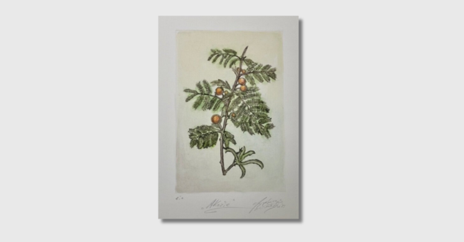 NCL Weische Akazie   NCL Weische Akazie