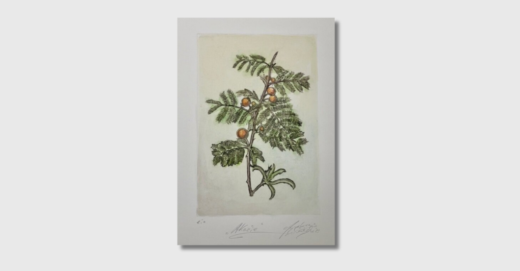 NCL Weische Akazie   NCL Weische Akazie