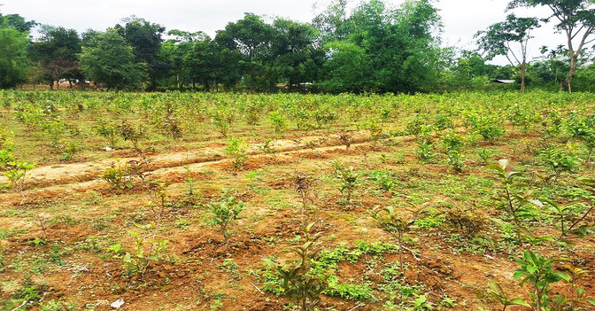 Pate Teeplantage   Pate Teeplantage