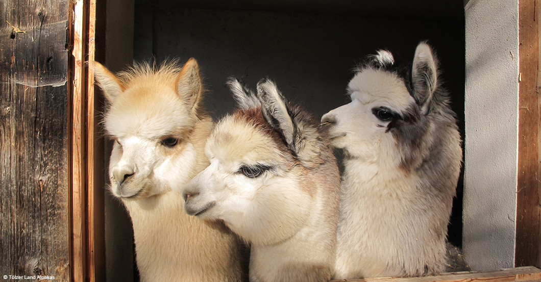  Preil Alpaka Wanderung 