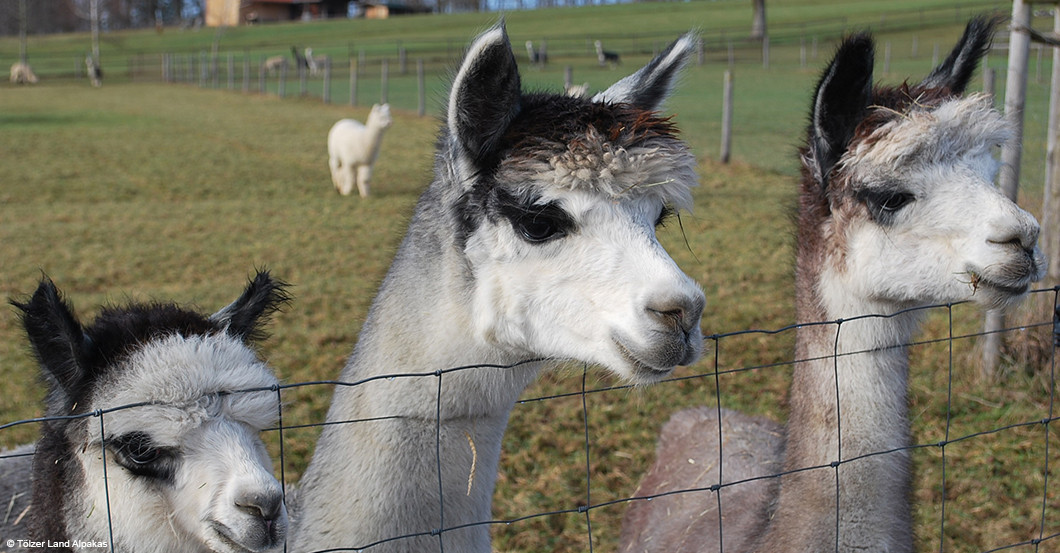  Preil Alpaka Wanderung 