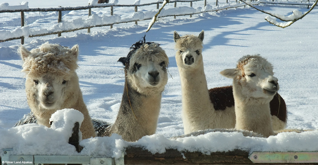  Preil Alpaka Wanderung 