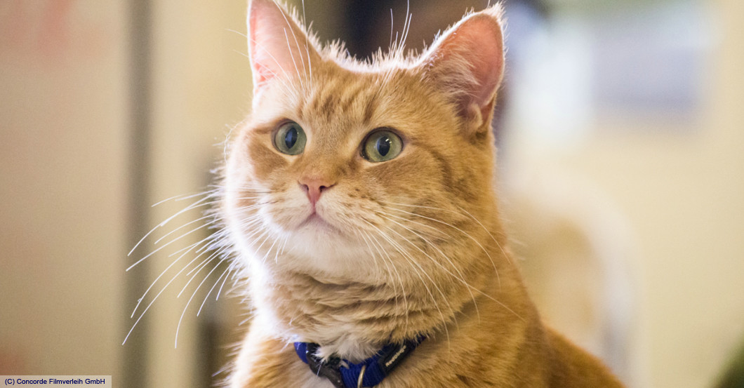 Preview Bob der Streuner   Preview Bob der Streuner