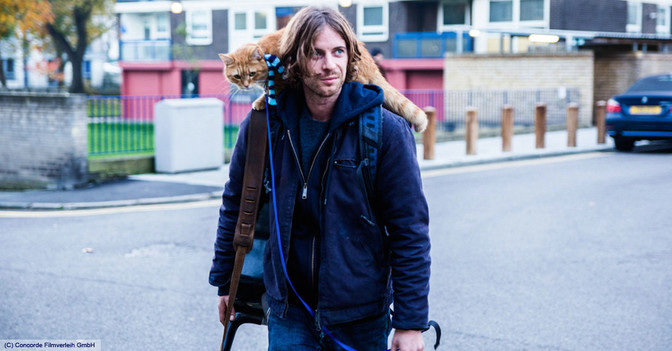 Preview Bob der Streuner   Preview Bob der Streuner