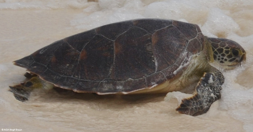  Schildkröten Patenschaft 