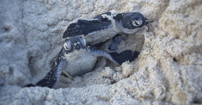  Schildkröten Patenschaft 