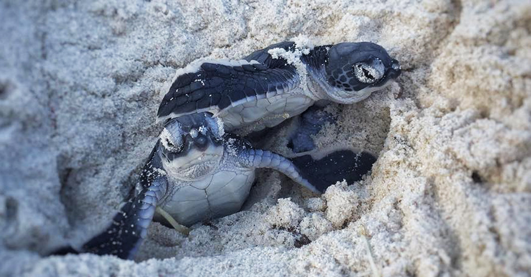  Schildkrötenpate Schmuck 