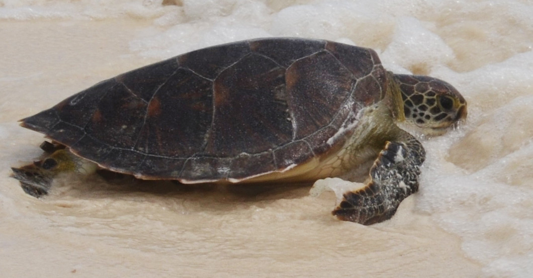  Schildkrötenpate Schmuck 