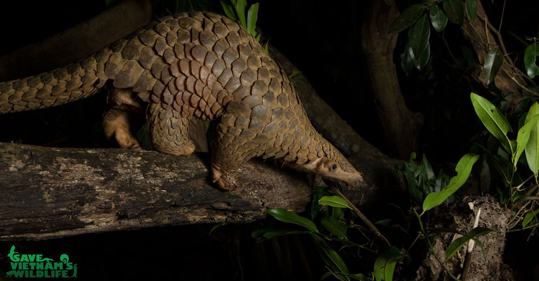  Schuppentier Pate Buch  