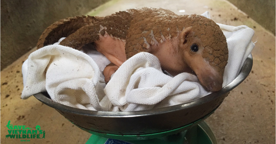  Schuppentier Pate Buch  